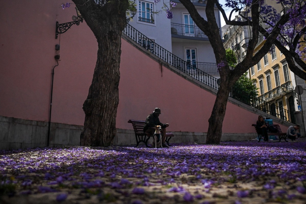 بالصور- لشبونة الزاخرة بأشجار الجاكاراندا تكتسي بالأزرق والبنفسجي كل ربيع